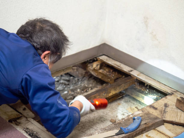 Best Black Mold Remediation in West Samoset, FL