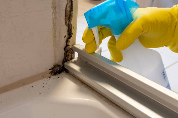 Best Insurance-Related Mold Remediation in West Samoset, FL