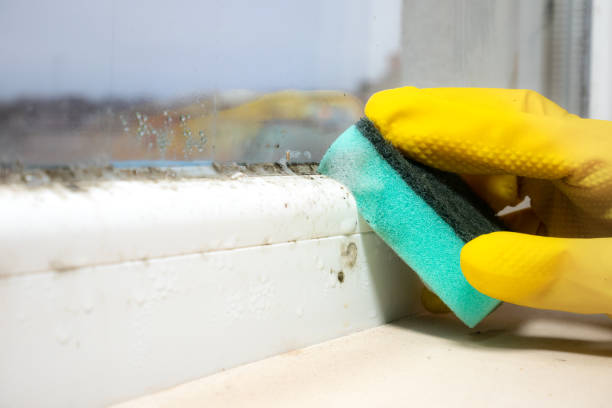 Best Commercial Mold Remediation in West Samoset, FL